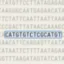 CATGTGAATCGCATGT icon