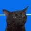 Stablecat icon