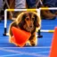 Unbothered Dog icon