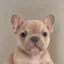 Bully icon