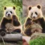 Bao Li and Qing Bao icon