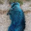 Sleeping Blue Raccoon icon