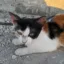 Help my cat Zala icon