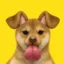 Snapdog icon