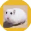 HamsterCoin icon