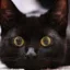 NIGGY icon
