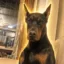 Whining Dog icon