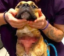Justice For Frankie icon