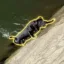 The Sisyphean Dog icon