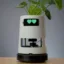 Sprout icon
