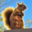 Crackhead Squirrel icon