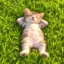 Offline icon