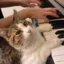 The Piano Cat icon