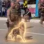 Trench Dog icon