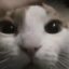 ramcat icon