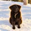 Justice For Xiao He icon