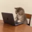 catonputer icon