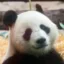 Ding Ding icon