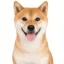 inu icon