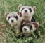 Three-headed ferret icon