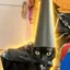 cat wif hat icon