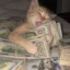 Dollar Cat Average icon