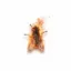 FireFly icon