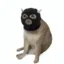 Theftcat icon