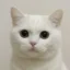 pussy icon