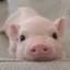 piggy icon