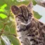 Leopardus Tilcayo icon