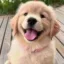 Nala icon