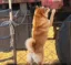 The Loyal Dog icon