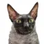 vampcat icon