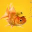 FISHMIND icon
