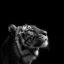 The Tiger icon
