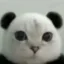 pandacat icon