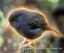 black robin icon