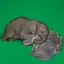 Wrapped Elephant icon