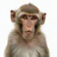 the lab monkey icon