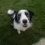 Dog saved by chatgpt icon