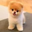 Joey icon