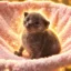 The Tiny Kitten icon