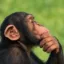 apewifmind icon