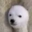 ber icon