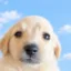Will Save Memecoins icon