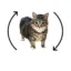Cycle Cat icon