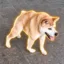 Timmothy icon