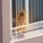 Dog On Balcony icon