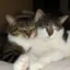 loafing together icon